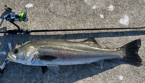 スズキの釣果