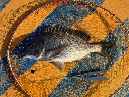 クロダイの釣果