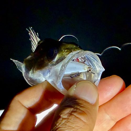 セイゴ（マルスズキ）の釣果