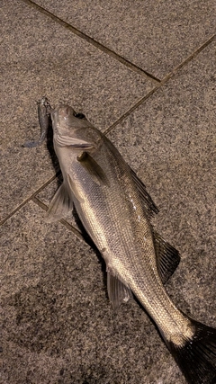 シーバスの釣果