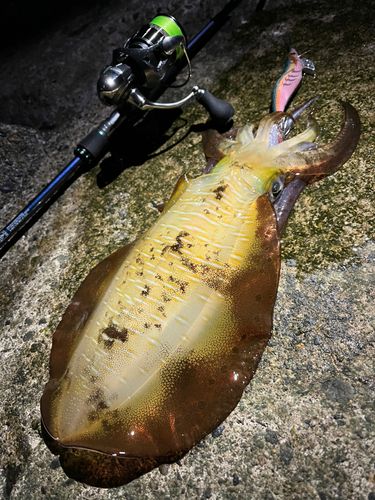 アオリイカの釣果