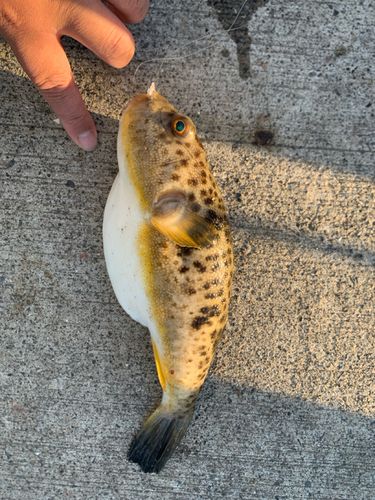 ヒガンフグの釣果