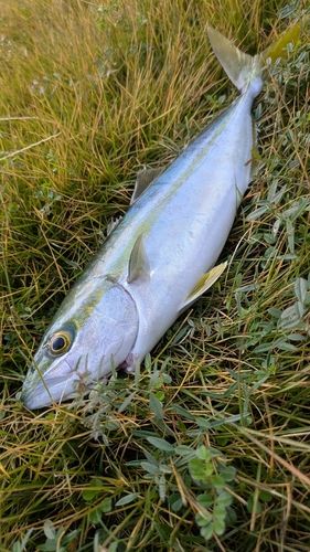 コゾクラの釣果