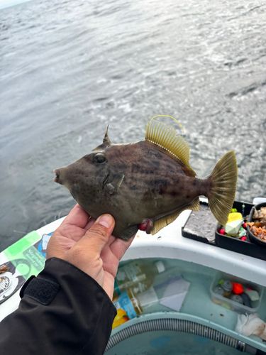 カワハギの釣果