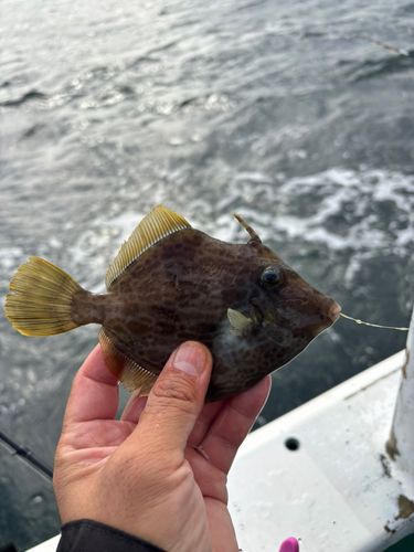 カワハギの釣果
