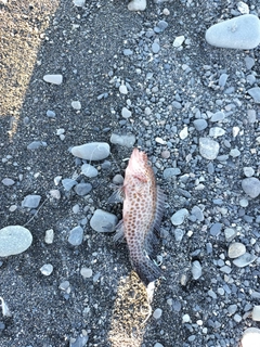 オオモンハタの釣果