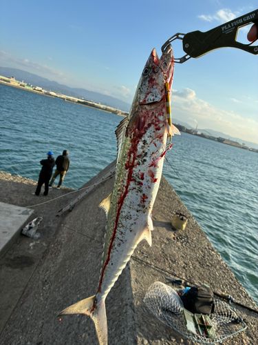 サゴシの釣果