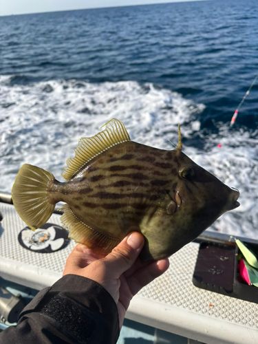 カワハギの釣果