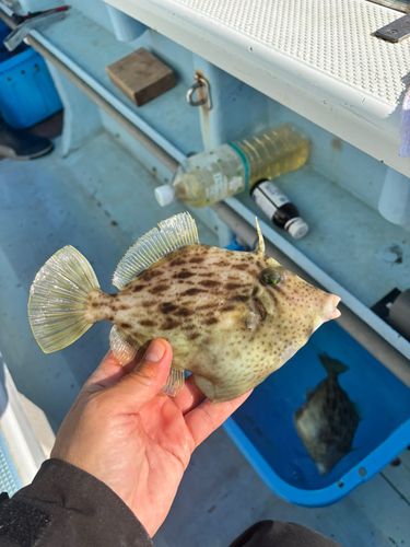 カワハギの釣果