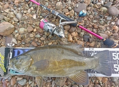 スモールマウスバスの釣果