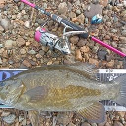 スモールマウスバス