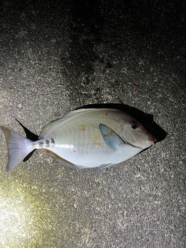サンノジの釣果