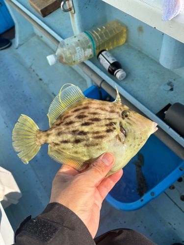 カワハギの釣果