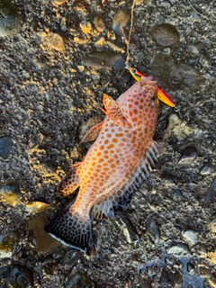 オオモンハタの釣果