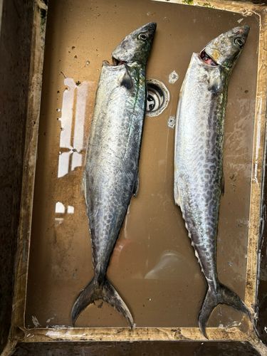 忠岡木材コンビナート