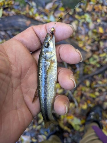 アブラハヤの釣果