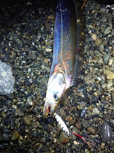 タチウオの釣果