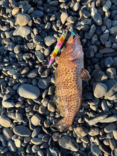 オオモンハタの釣果