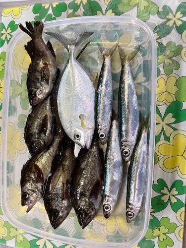 カイワリの釣果