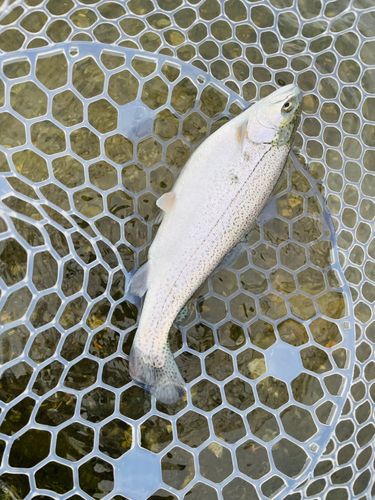 ニジマスの釣果