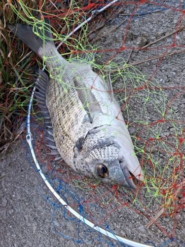 ミナミクロダイの釣果