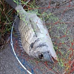 ミナミクロダイ