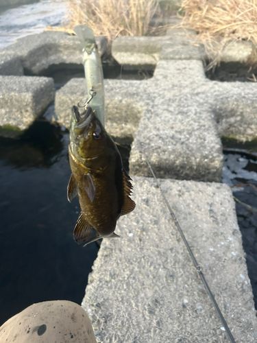 スモールマウスバスの釣果