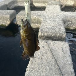 スモールマウスバス