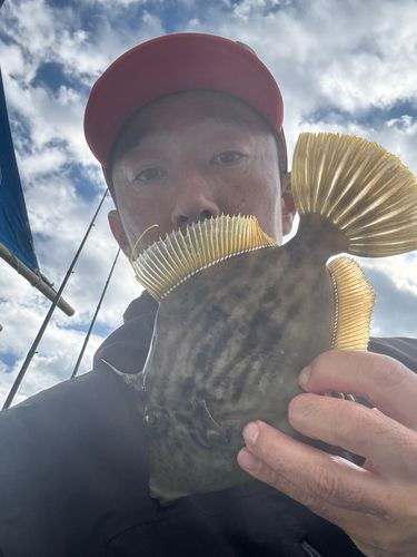 カワハギの釣果