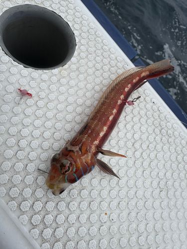 トラギスの釣果