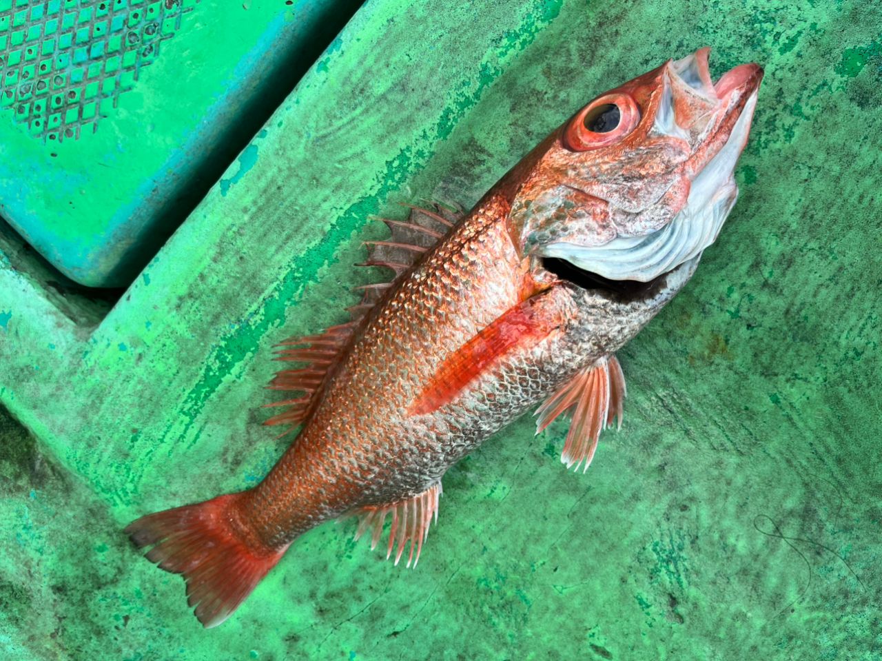 丸三丸／福島県の予約可能な船釣りプラン・料金案内-24h受付でお得に