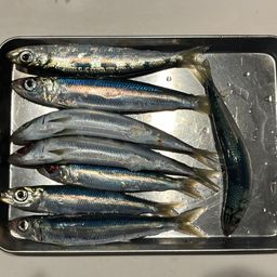 ギンイソイワシ