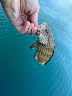 オオモンハタの釣果