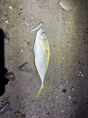 シマアジの釣果