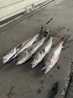 マルスズキの釣果