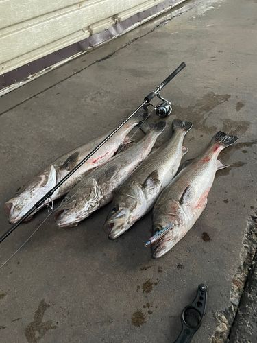マルスズキの釣果