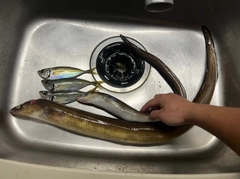 マアナゴの釣果