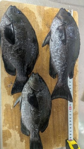 釣果