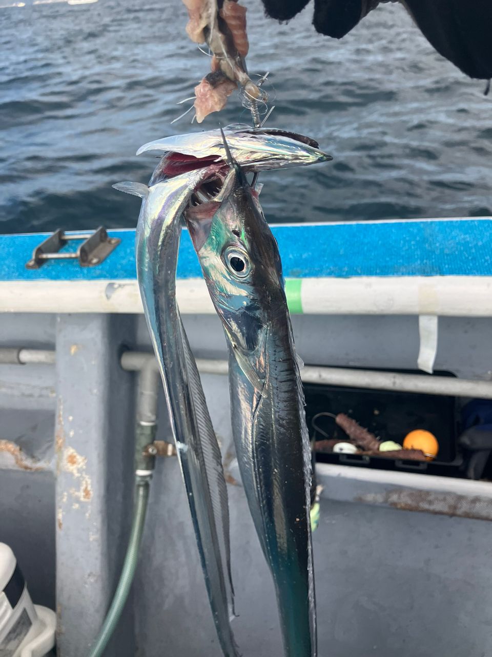 kunisanさんの釣果 2枚目の画像