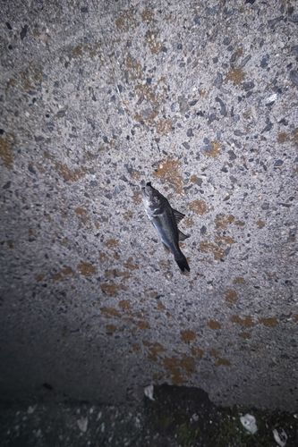 セイゴ（マルスズキ）の釣果