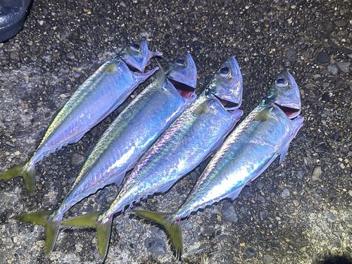 サバの釣果
