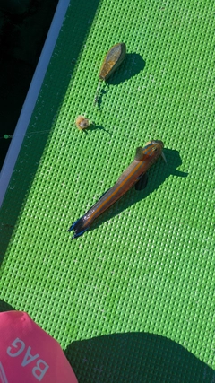 ニシキハゼの釣果