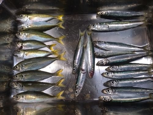 アジの釣果