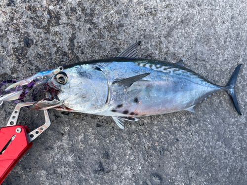 スマガツオの釣果