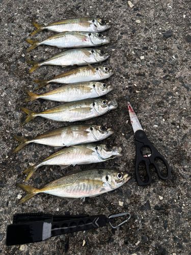 アジの釣果