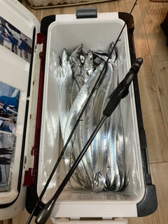 タチウオの釣果