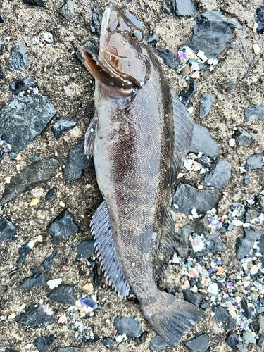 アイナメの釣果