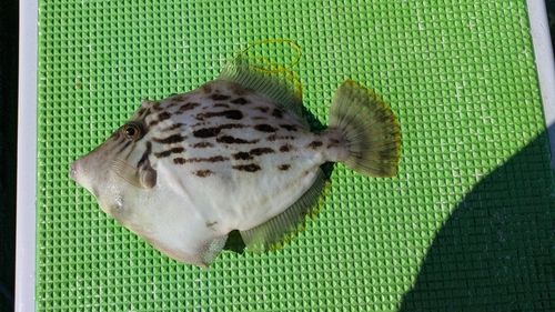 カワハギの釣果