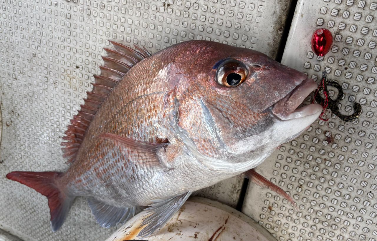 DAIWA 18紅牙 IC 100P-RMの最安値・インプレ・釣果 | 本音の口コミが