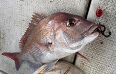 マダイの釣果